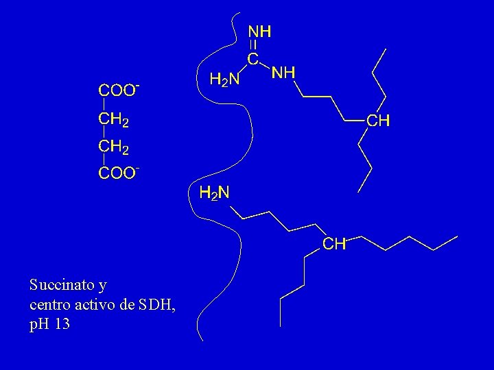Succinato y centro activo de SDH, p. H 13 