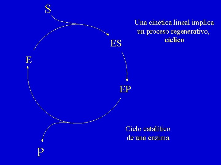 S Una cinética lineal implica un proceso regenerativo, cíclico ES E EP Ciclo catalítico