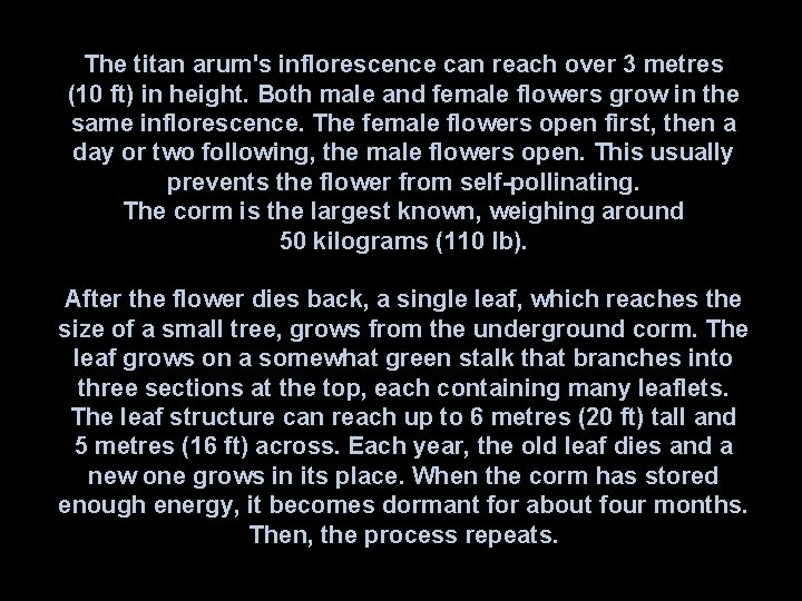 The titan arum's inflorescence can reach over 3 metres (10 ft) in height. Both