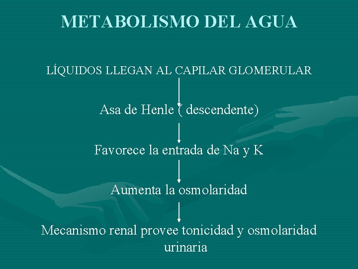 METABOLISMO DEL AGUA LÍQUIDOS LLEGAN AL CAPILAR GLOMERULAR Asa de Henle ( descendente) Favorece