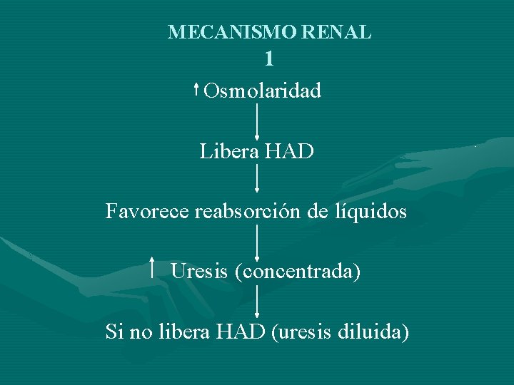 MECANISMO RENAL 1 Osmolaridad Libera HAD Favorece reabsorción de líquidos Uresis (concentrada) Si no