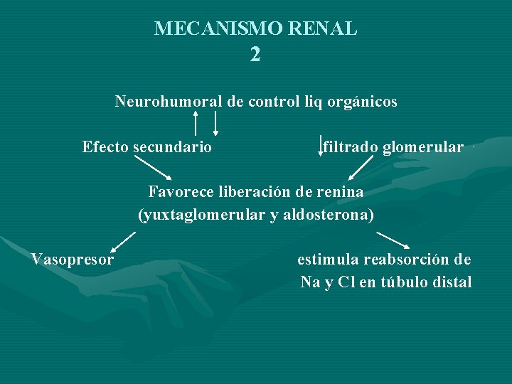 MECANISMO RENAL 2 Neurohumoral de control liq orgánicos Efecto secundario filtrado glomerular Favorece liberación