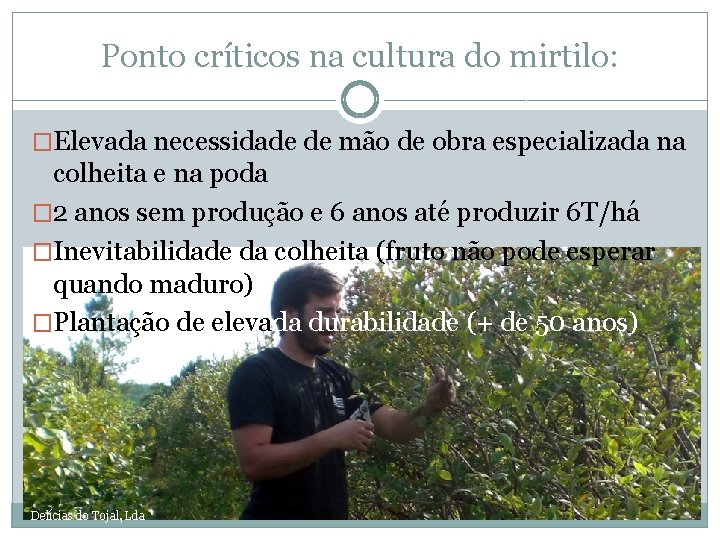 Ponto críticos na cultura do mirtilo: �Elevada necessidade de mão de obra especializada na