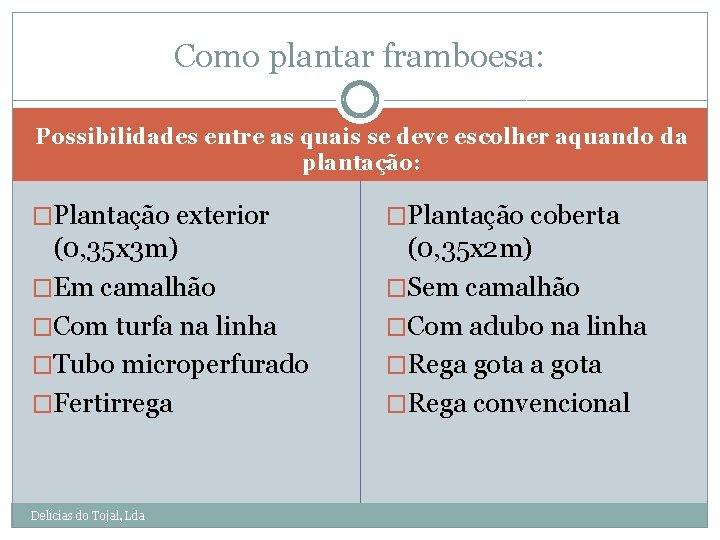 Como plantar framboesa: Possibilidades entre as quais se deve escolher aquando da plantação: �Plantação