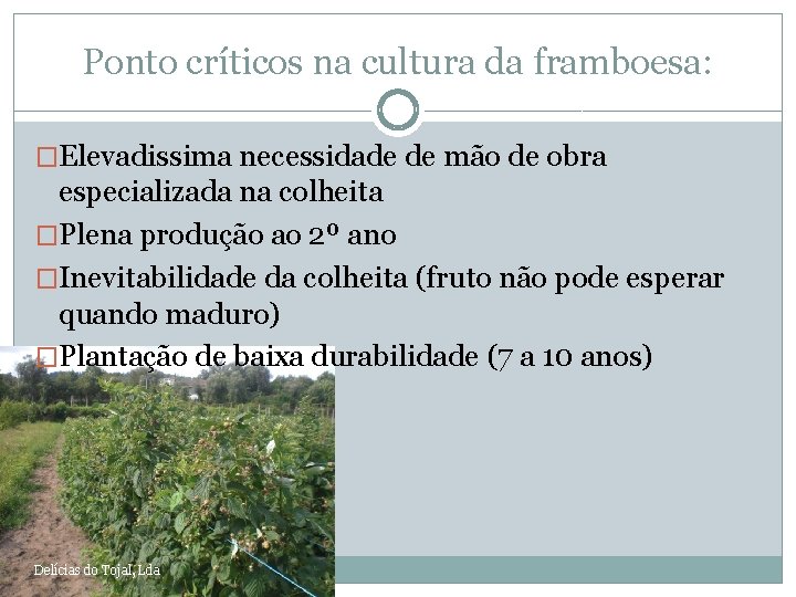 Ponto críticos na cultura da framboesa: �Elevadissima necessidade de mão de obra especializada na