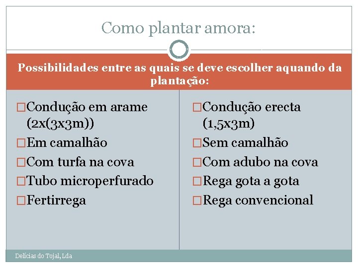 Como plantar amora: Possibilidades entre as quais se deve escolher aquando da plantação: �Condução