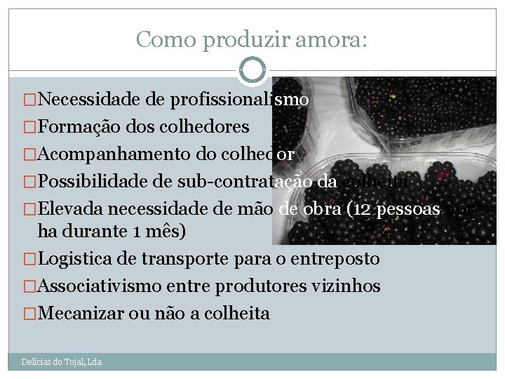 Como produzir amora: �Necessidade de profissionalismo �Formação dos colhedores �Acompanhamento do colhedor �Possibilidade de