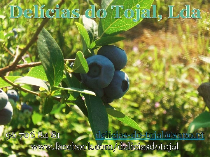 Delícias do Tojal, Lda 96 706 84 81 delicias-do-tojal@sapo. pt www. facebook. com/deliciasdotojal 