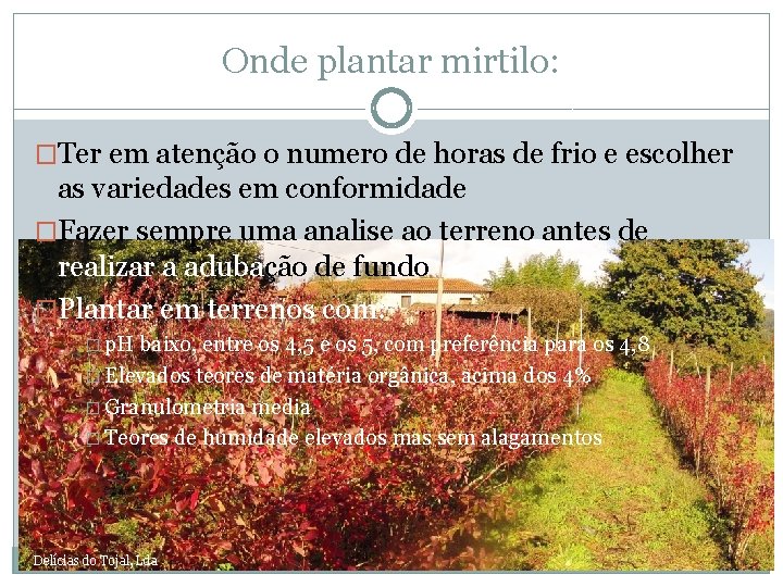 Onde plantar mirtilo: �Ter em atenção o numero de horas de frio e escolher