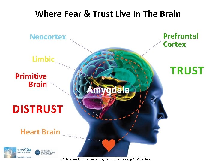 Where Fear & Trust Live In The Brain Neocortex Limbic Prefrontal Cortex TRUST Primitive Where Fear & Trust Live In The Brain Neocortex Limbic Prefrontal Cortex TRUST Primitive