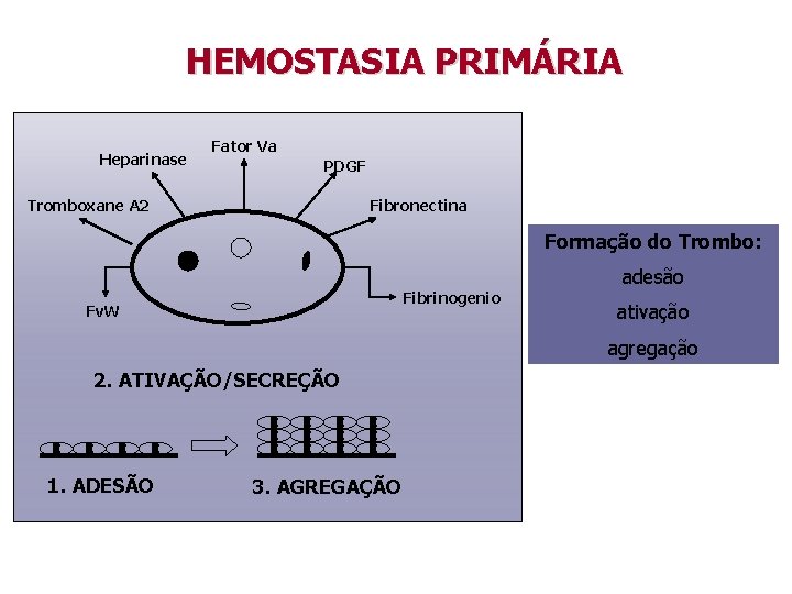 HEMOSTASIA PRIMÁRIA Heparinase Fator Va PDGF Tromboxane A 2 Fibronectina Formação do Trombo: Fibrinogenio