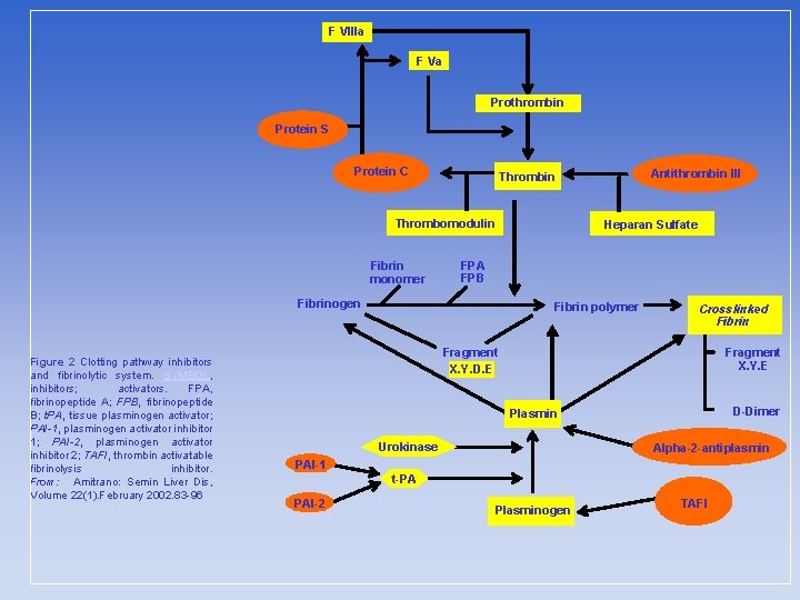 F Vllla F Va Prothrombin Protein S Protein C Thrombomodulin Fibrin monomer Heparan Sulfate