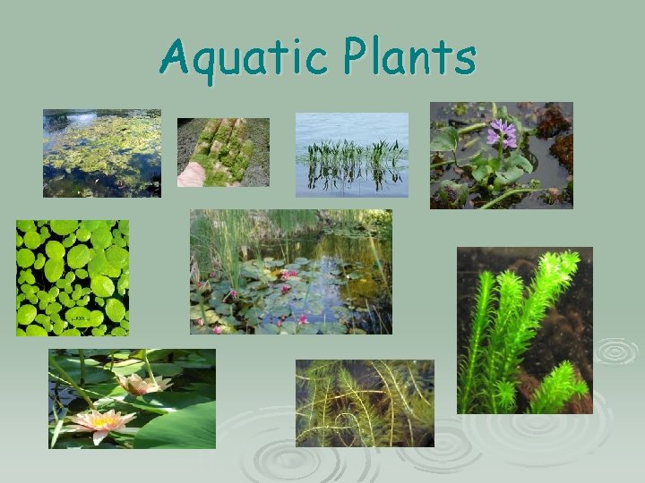 Aquatic Plants Aquatic Plants