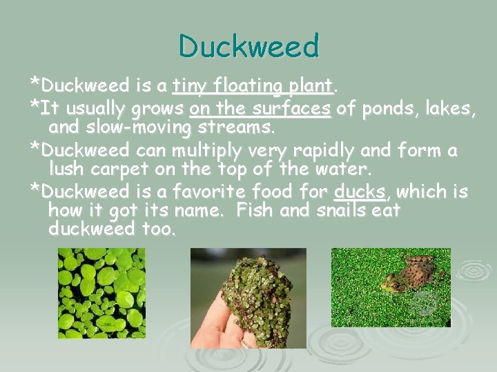 Duckweed *Duckweed is a tiny floating plant. *It usually grows on the surfaces of Duckweed *Duckweed is a tiny floating plant. *It usually grows on the surfaces of