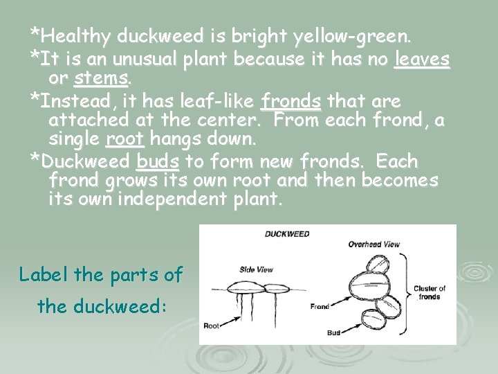 *Healthy duckweed is bright yellow-green. *It is an unusual plant because it has no *Healthy duckweed is bright yellow-green. *It is an unusual plant because it has no