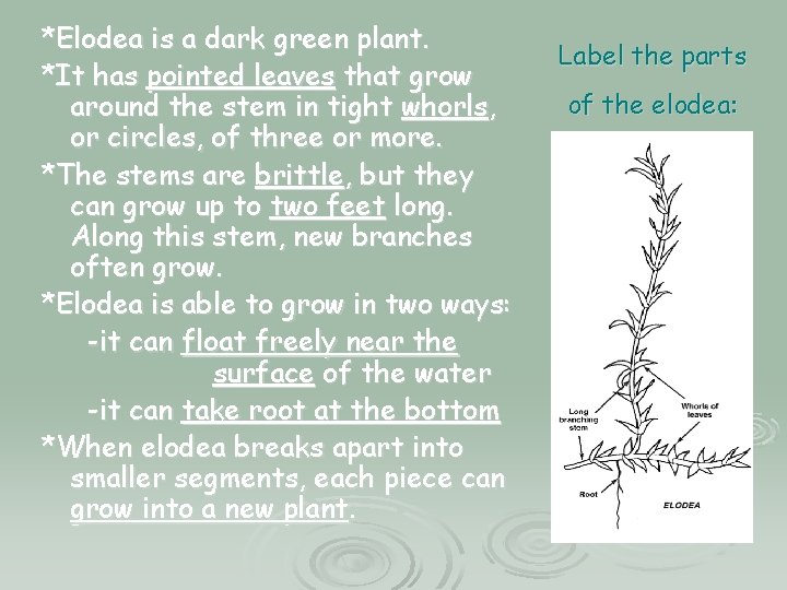 *Elodea is a dark green plant. *It has pointed leaves that grow around the *Elodea is a dark green plant. *It has pointed leaves that grow around the