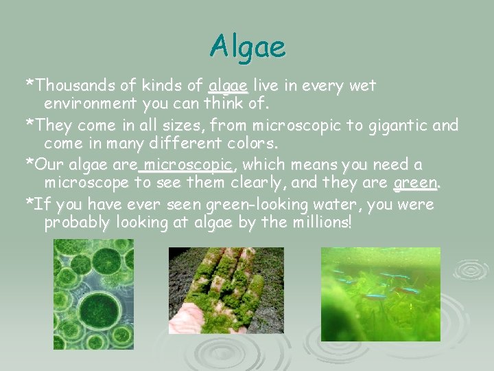 Algae *Thousands of kinds of algae live in every wet environment you can think Algae *Thousands of kinds of algae live in every wet environment you can think
