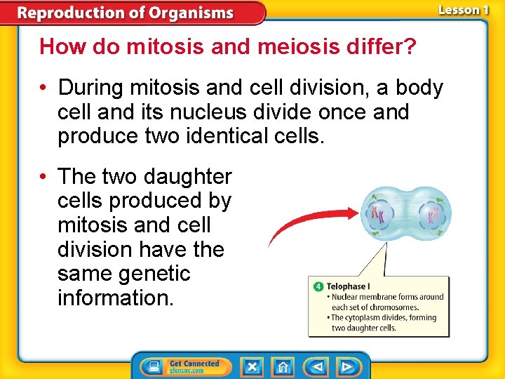 How do mitosis and meiosis differ? • During mitosis and cell division, a body