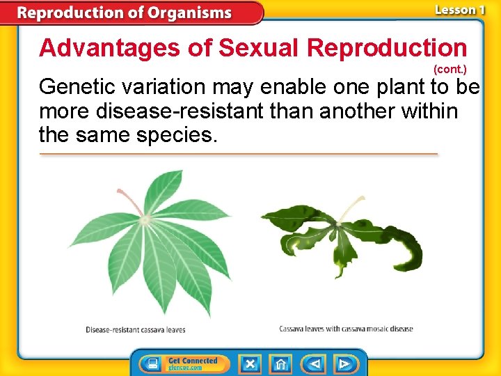 Advantages of Sexual Reproduction (cont. ) Genetic variation may enable one plant to be