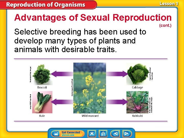 Advantages of Sexual Reproduction (cont. ) Ingram Publishing/ Super. Stock Wally Eberhart/Visuals Unlimited/Getty Images