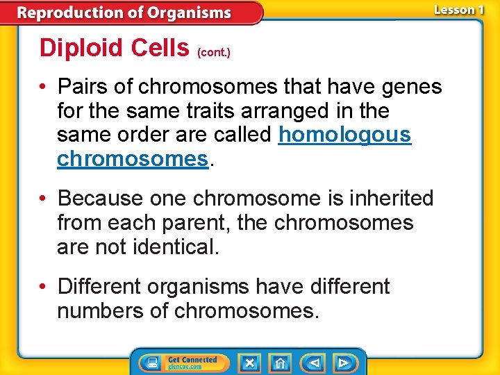 Diploid Cells (cont. ) • Pairs of chromosomes that have genes for the same