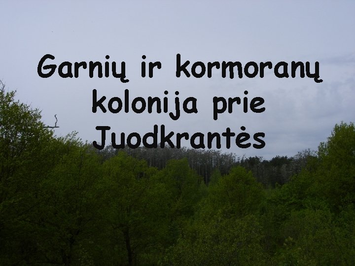 Garnių ir kormoranų kolonija prie Garnių ir kormoranų Juodkrantės kolonija prie Juodkrantės 