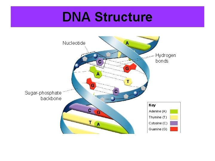 DNA Structure Nucleotide Hydrogen bonds Sugar-phosphate backbone Key Adenine (A) Thymine (T) Cytosine (C)