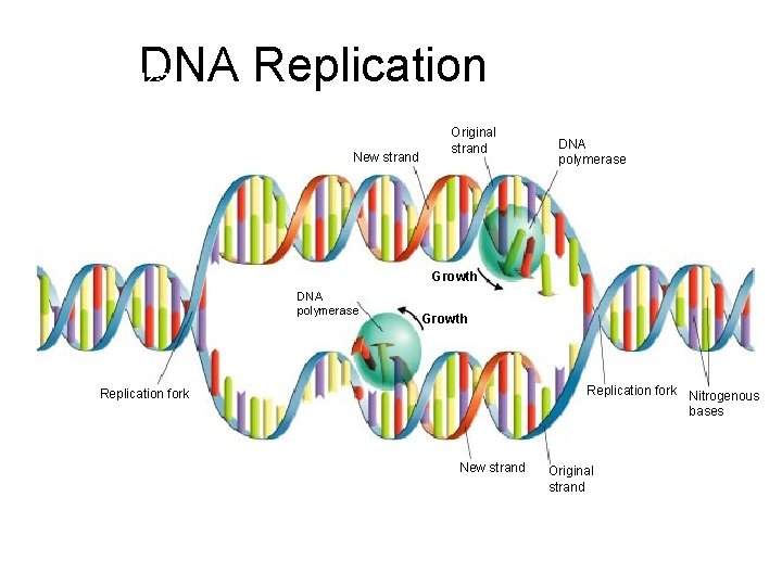 DNA Replication Section 12 -2 New strand Original strand DNA polymerase Growth Replication fork