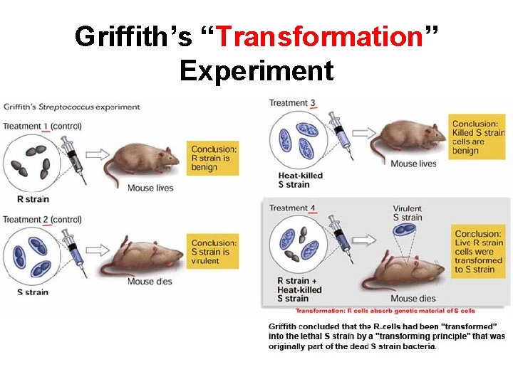 Griffith’s “Transformation” Experiment 
