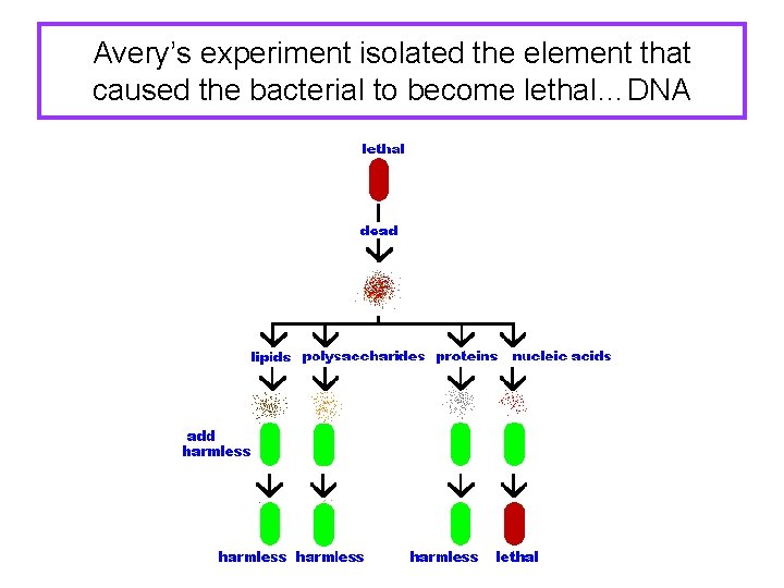 Avery’s experiment isolated the element that caused the bacterial to become lethal…DNA 