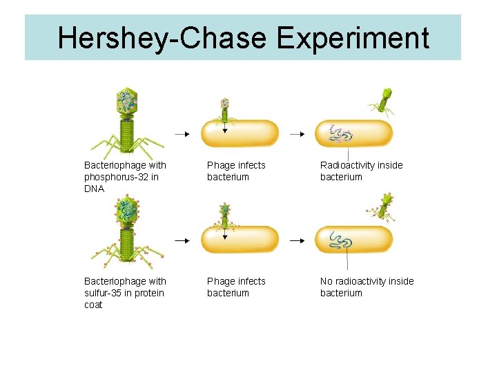 Hershey-Chase Experiment Section 12 -1 Bacteriophage with phosphorus-32 in DNA Phage infects bacterium Radioactivity