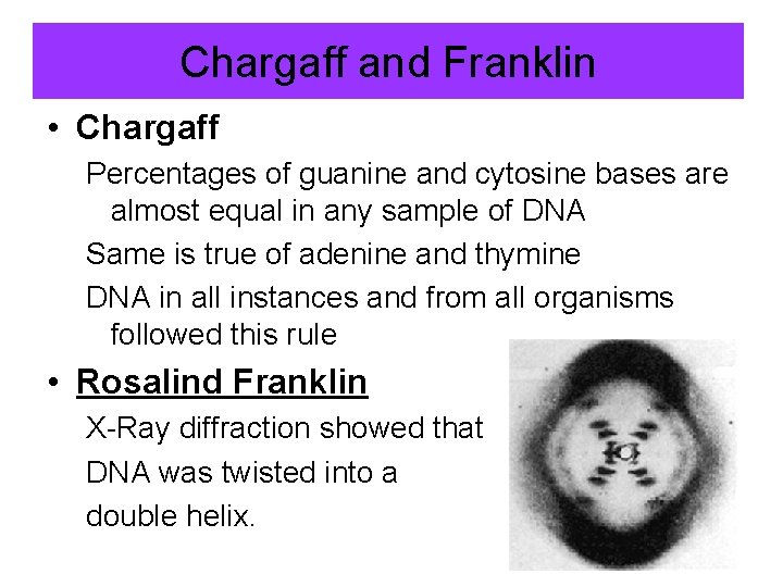 Chargaff and Franklin • Chargaff Percentages of guanine and cytosine bases are almost equal