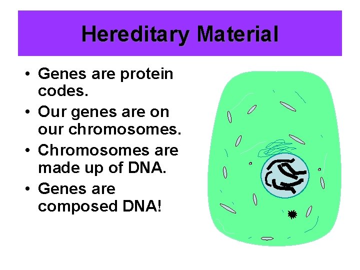 Hereditary Material • Genes are protein codes. • Our genes are on our chromosomes.