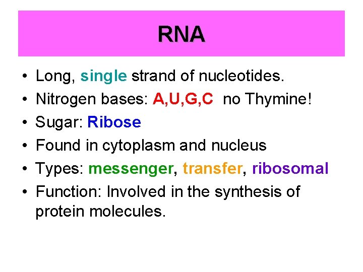 RNA • • • Long, single strand of nucleotides. Nitrogen bases: A, U, G,