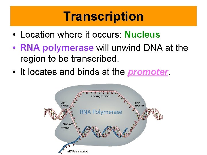 Transcription • Location where it occurs: Nucleus • RNA polymerase will unwind DNA at