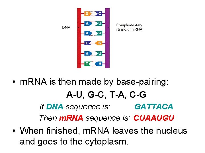  • m. RNA is then made by base-pairing: A-U, G-C, T-A, C-G If