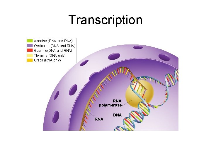 Section 12 -3 Transcription Adenine (DNA and RNA) Cystosine (DNA and RNA) Guanine(DNA and