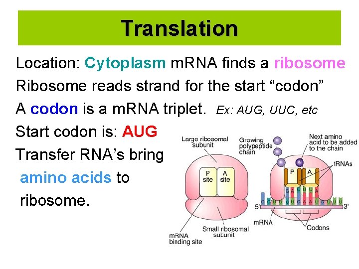 Translation Location: Cytoplasm m. RNA finds a ribosome Ribosome reads strand for the start