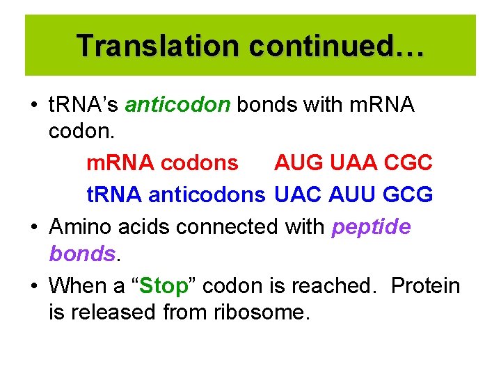 Translation continued… • t. RNA’s anticodon bonds with m. RNA codons AUG UAA CGC