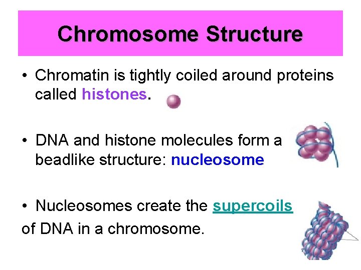 Chromosome Structure • Chromatin is tightly coiled around proteins called histones. • DNA and