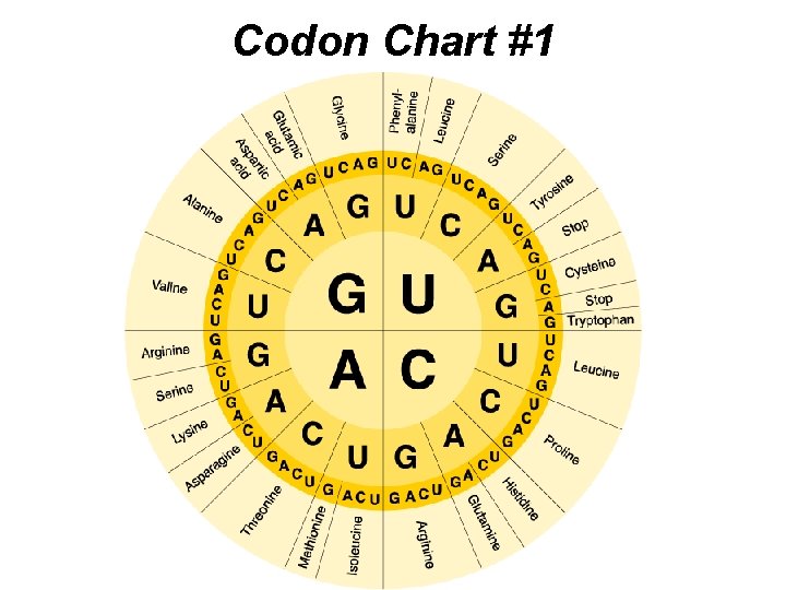 Codon Chart #1 Section 12 -3 