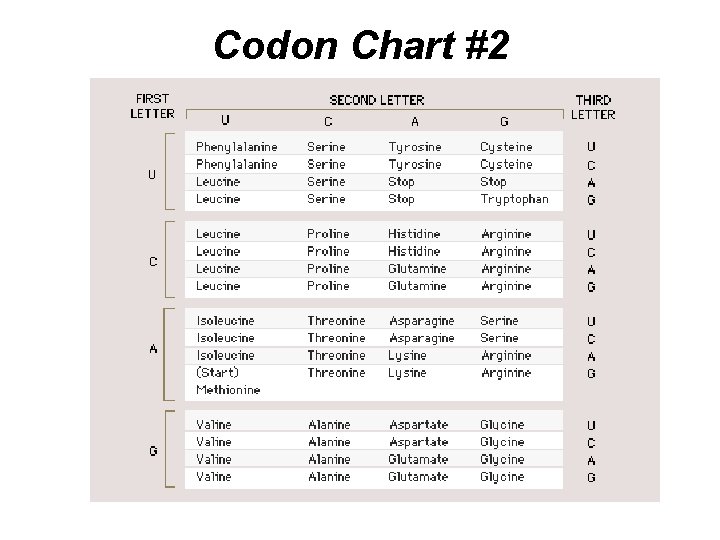 Codon Chart #2 