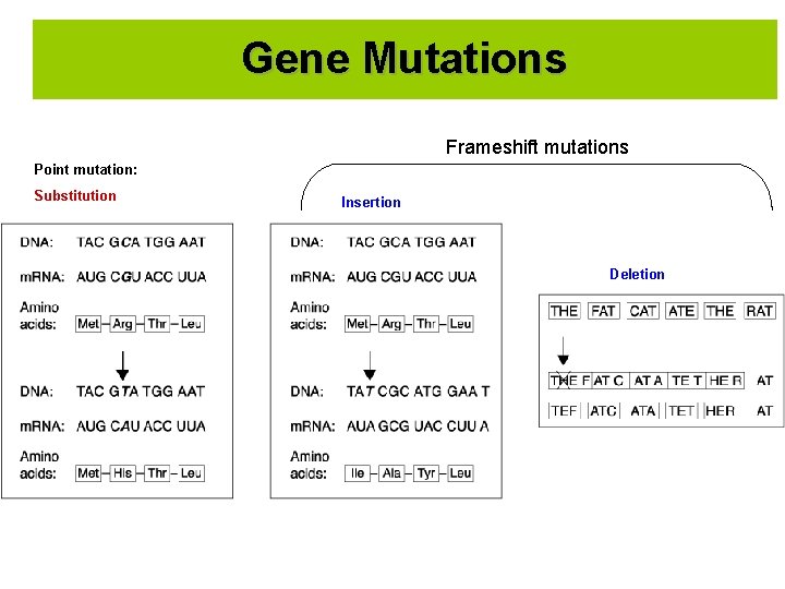 Gene Mutations Frameshift mutations Point mutation: Substitution Insertion Deletion 