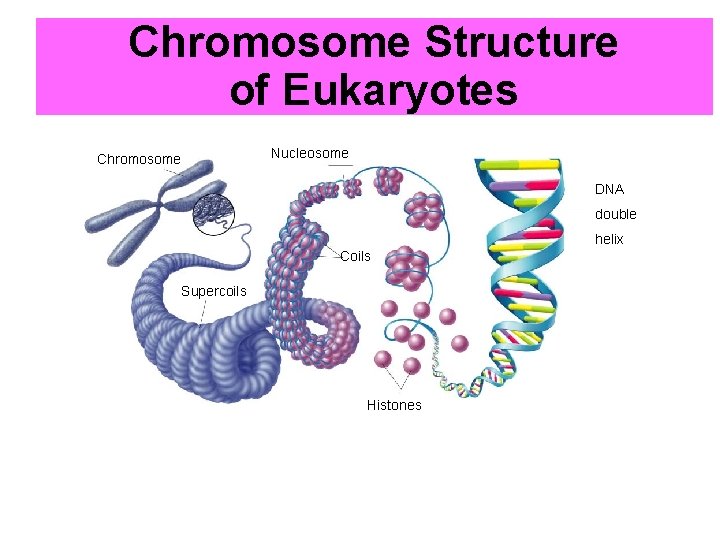 Chromosome Structure of Eukaryotes Chromosome Nucleosome DNA double helix Coils Supercoils Histones 