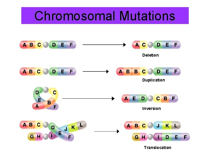 Chromosomal Mutations Deletion Duplication Inversion Translocation 