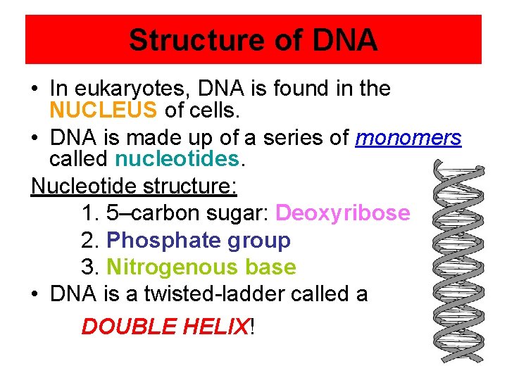 Structure of DNA • In eukaryotes, DNA is found in the NUCLEUS of cells.