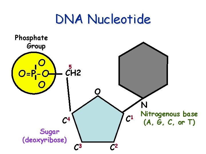 DNA Nucleotide Phosphate Group O O=P-O O 5 CH 2 O N C 1