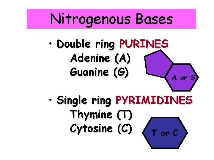 Nitrogenous Bases • Double ring PURINES Adenine (A) Guanine (G) A or G •