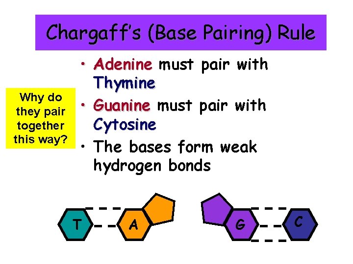 Chargaff’s (Base Pairing) Rule Why do they pair together this way? • Adenine must