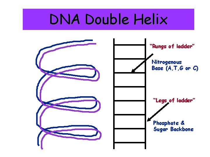 DNA Double Helix “Rungs of ladder” Nitrogenous Base (A, T, G or C) “Legs